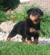 Rottweiler Puppies for sale in CA-111, Niland, CA 92257, USA. price: NA