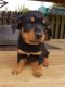 Rottweiler Puppies for sale in Elgin, TX 78621, USA. price: NA