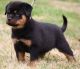 Rottweiler Puppies for sale in Mililani, HI 96789, USA. price: $650