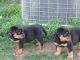 Rottweiler Puppies for sale in Birmingham, AL 35201, USA. price: NA
