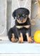 Rottweiler Puppies for sale in Decker, MT 59025, USA. price: $500