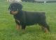 Rottweiler Puppies for sale in Bountiful, UT 84010, USA. price: NA