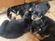 Rottweiler Puppies for sale in Iron Mountain, MI 49801, USA. price: $900