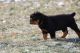 Rottweiler Puppies for sale in Irving, TX, USA. price: NA