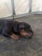 Rottweiler Puppies for sale in Marana, AZ, USA. price: $350