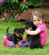 Rottweiler Puppies for sale in Utah County, UT, USA. price: NA