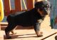 Rottweiler Puppies for sale in West Valley City, UT, USA. price: NA