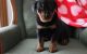 Rottweiler Puppies for sale in Birmingham, AL, USA. price: NA