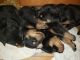 Rottweiler Puppies for sale in Iron Mountain, MI 49801, USA. price: $1,100