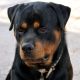 Rottweiler Puppies for sale in Tucson, AZ, USA. price: $1,000