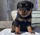 Intelligent and Very Athletic Rottweiler Puppies