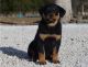 Full AKC Rottweiler puppies For Sale