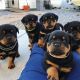 Rottweiler Puppies for sale in Salt Lake City, UT, USA. price: NA
