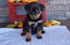 Rottweiler Puppies for sale in Helena, MT, USA. price: $600