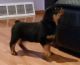 Rottweiler Puppies for sale in Tucson, AZ, USA. price: $300
