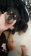 Rottweiler Puppies for sale in Cottonwood, AZ, USA. price: NA