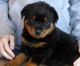 Rottweiler Puppies for sale in Lithonia W Dr, Lithonia, GA 30058, USA. price: NA