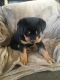 Rottweiler Puppies for sale in Grayling, MI 49738, USA. price: NA