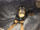 Rottweiler Puppies for sale in St. George, UT, USA. price: NA