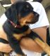Rottweiler Puppies for sale in North Myrtle Beach, SC, USA. price: NA