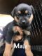 Rottweiler Puppies for sale in 613 7th Ave, Midvale, UT 84047, USA. price: NA