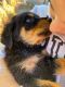 Rottweiler Puppies for sale in Tucson, AZ, USA. price: $850