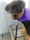Rottweiler Puppies for sale in Anchorage, AK, USA. price: $1,500