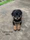 Rottweiler Puppies for sale in Muskogee, OK, USA. price: NA