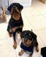 Rottweiler Puppies for sale in San Diego County, CA, USA. price: NA