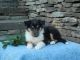Rough Collie Puppies for sale in Tunkhannock, PA 18657, USA. price: $1,000