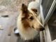 Rough Collie Puppies for sale in Paonia, Colorado. price: $600