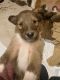 Rough Collie Puppies for sale in Iron Mountain, Michigan. price: $800