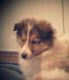Rough Collie Puppies for sale in Mifflintown, PA 17059, USA. price: $850