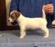 Russell Terrier Puppies for sale in Floyd, VA 24091, USA. price: NA