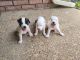 Russell Terrier Puppies for sale in Ellis County, TX, USA. price: NA