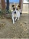 Russell Terrier Puppies for sale in Hayward, CA, USA. price: $3,000