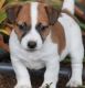 Akc Russell Terrier Quality Champion Bloodlines
