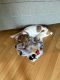 Russell Terrier Puppies for sale in New Rochelle, NY, USA. price: NA