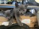 Russian Blue Cats for sale in Happy Valley, OR, USA. price: NA