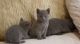 Russian Blue Cats for sale in Portland, OR 97229, USA. price: $690