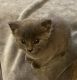 Russian Blue Cats for sale in Beaverton, OR, USA. price: $600