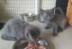 Russian Blue Cats for sale in Portland, OR, USA. price: $800