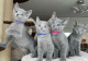 Russian Blue Cats for sale in Los Angeles, CA, USA. price: $550