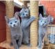 Russian Blue Cats for sale in Los Angeles, CA, USA. price: $500