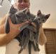 Russian Blue Cats for sale in San Diego, California. price: NA