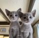 Russian Blue Cats for sale in Browerville, Minnesota. price: $500