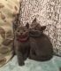 Russian Blue Cats for sale in San Jose, CA, USA. price: $550