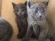 Russian Blue Cats for sale in Grants Pass, OR 97527, USA. price: NA