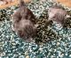 Russian Blue Cats for sale in New Orleans, LA, USA. price: NA