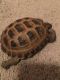 Russian Tortoise Reptiles for sale in Staten Island, NY, USA. price: NA